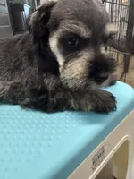 Coco, a female Miniature Schnauzer for sale in Fort Worth, TX – Photo 5 of 5