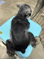 Coco, a female Miniature Schnauzer for sale in Fort Worth, TX – Photo 4 of 5