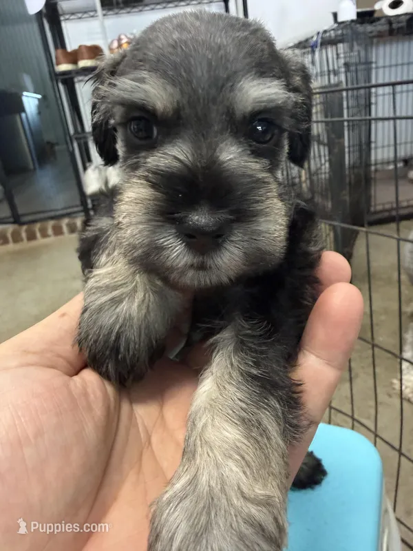 Coco – Miniature Schnauzer puppy for sale in Fort Worth, TX
