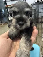 Coco, a female Miniature Schnauzer for sale in Fort Worth, TX – Photo 1 of 5