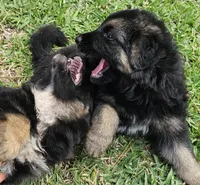 Female , a female German Shepherd Dog for sale in Palm Coast, FL – 8 of 10