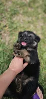Female , a female German Shepherd Dog for sale in Palm Coast, FL – 4 of 10