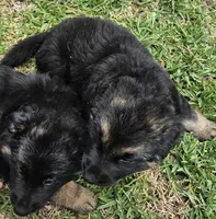 Female , a female German Shepherd Dog for sale in Palm Coast, FL – 9 of 10