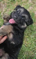 Female , a female German Shepherd Dog for sale in Palm Coast, FL – 3 of 10