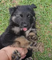 Female , a female German Shepherd Dog for sale in Palm Coast, FL – 10 of 10