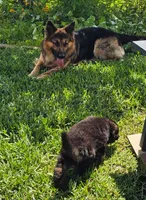 Female , a female German Shepherd Dog for sale in Palm Coast, FL – 7 of 10