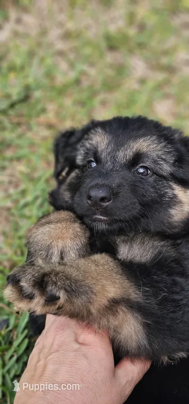 Female  – German Shepherd Dog puppy for sale in Palm Coast, FL