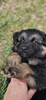 Female , a female German Shepherd Dog for sale in Palm Coast, FL – 1 of 10
