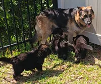 Female , a female German Shepherd Dog for sale in Palm Coast, FL – 6 of 10