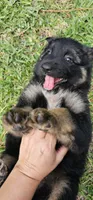 Female , a female German Shepherd Dog for sale in Palm Coast, FL – 2 of 10