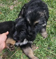 Female , a female German Shepherd Dog for sale in Palm Coast, FL – 5 of 10