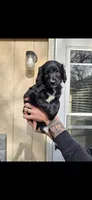 Black Female, a female Aussiedoodle and Goldendoodle for sale in Bonner Springs, KS – Photo 2 of 2