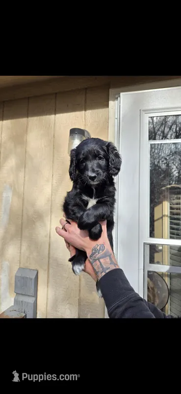 Black Female – Aussiedoodle, Goldendoodle puppy for sale in Bonner Springs, KS