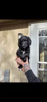 Black Female, a female Aussiedoodle and Goldendoodle for sale in Bonner Springs, KS – Photo 1 of 2
