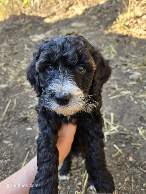 Last black and white male, a male Aussiedoodle and Goldendoodle for sale in Bonner Springs, KS – Photo 1 of 1