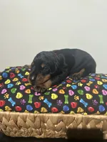 Michael Jackson, a male Doberman Pinscher for sale in Cincinnati, OH – 8 of 10