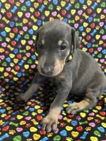 Janet Jackson, a female Doberman Pinscher for sale in Cincinnati, OH – 2 of 10