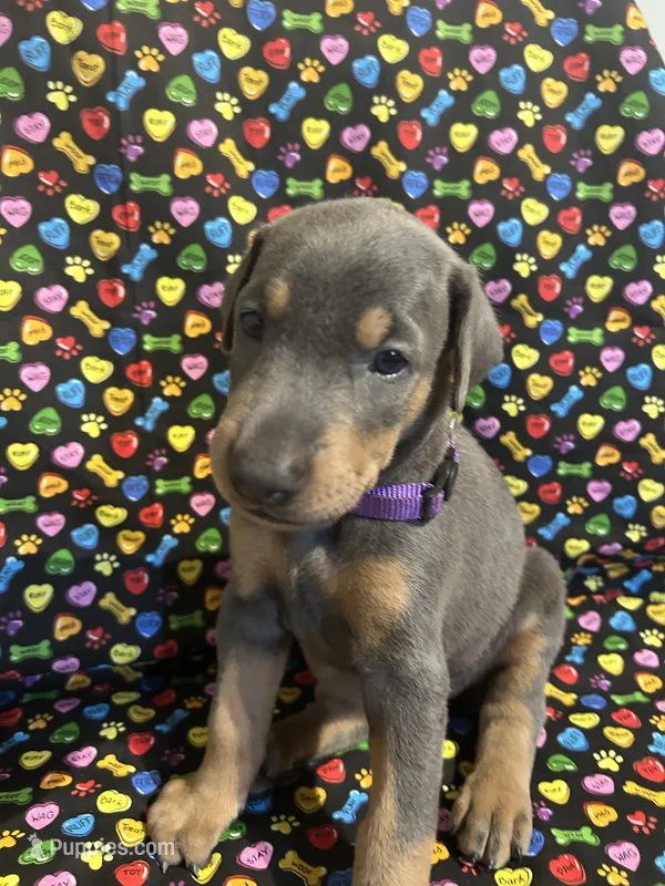 Mariah  – Doberman Pinscher puppy on hold in Cincinnati, OH