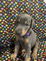 Mariah , a female Doberman Pinscher for sale in Cincinnati, OH – 1 of 9