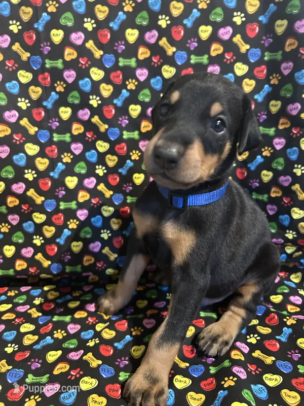 Prince – Doberman Pinscher puppy on hold in Cincinnati, OH