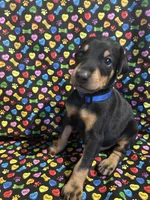 Prince, a male Doberman Pinscher for sale in Cincinnati, OH – 1 of 9