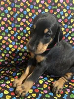 Michael Jackson, a male Doberman Pinscher for sale in Cincinnati, OH – 2 of 10
