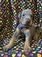 Mariah , a female Doberman Pinscher for sale in Cincinnati, OH – 4 of 9
