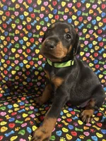 Anita Baker, a female Doberman Pinscher for sale in Cincinnati, OH – 3 of 10