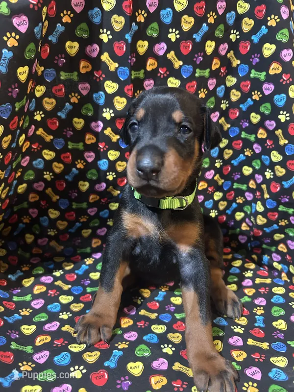 Anita Baker – Doberman Pinscher puppy for sale in Cincinnati, OH