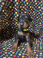 Anita Baker, a female Doberman Pinscher for sale in Cincinnati, OH – 1 of 10