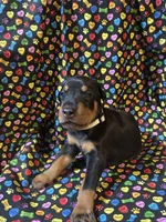 Patti, a female Doberman Pinscher for sale in Cincinnati, OH – 2 of 9