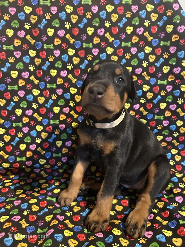 Patti – Doberman Pinscher puppy on hold in Cincinnati, OH