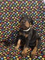 Patti, a female Doberman Pinscher for sale in Cincinnati, OH – 1 of 9