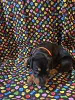 Whitney, a female Doberman Pinscher for sale in Cincinnati, OH – 7 of 9
