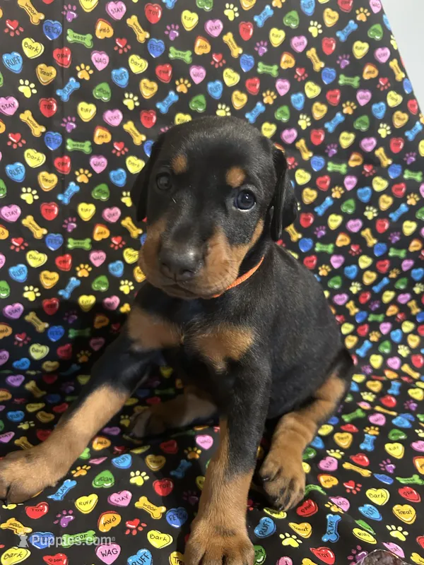 Whitney – Doberman Pinscher puppy on hold in Cincinnati, OH