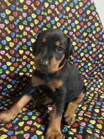 Whitney, a female Doberman Pinscher for sale in Cincinnati, OH – 1 of 9