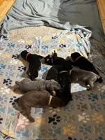 Whitney, a female Doberman Pinscher for sale in Cincinnati, OH – 6 of 9