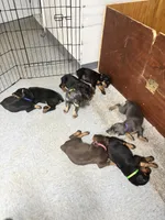 Patti, a female Doberman Pinscher for sale in Cincinnati, OH – 8 of 9