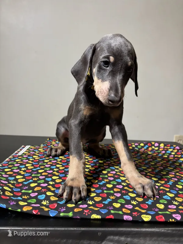 Janet  – Doberman Pinscher puppy for sale in Cincinnati, OH