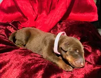 Beyonce , a female Doberman Pinscher for sale in Cincinnati, OH – 7 of 8
