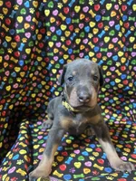 Janet Jackson, a female Doberman Pinscher for sale in Cincinnati, OH – 4 of 10