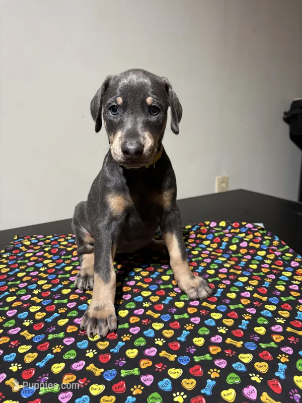 Janet  – Doberman Pinscher puppy for sale in Cincinnati, OH