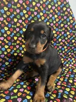 Whitney, a female Doberman Pinscher for sale in Cincinnati, OH – 3 of 9