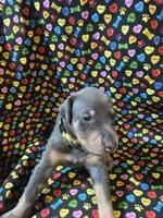 Janet Jackson, a female Doberman Pinscher for sale in Cincinnati, OH – 5 of 10