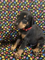 Michael Jackson, a male Doberman Pinscher for sale in Cincinnati, OH – 5 of 10