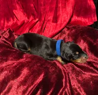 Prince, a male Doberman Pinscher for sale in Cincinnati, OH – 9 of 9