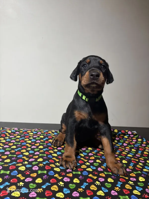 Anita – Doberman Pinscher puppy for sale in Cincinnati, OH