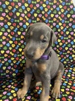Mariah , a female Doberman Pinscher for sale in Cincinnati, OH – 2 of 9