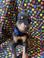 Prince, a male Doberman Pinscher for sale in Cincinnati, OH – 4 of 9