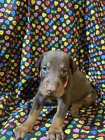 Beyonce , a female Doberman Pinscher for sale in Cincinnati, OH – 4 of 8